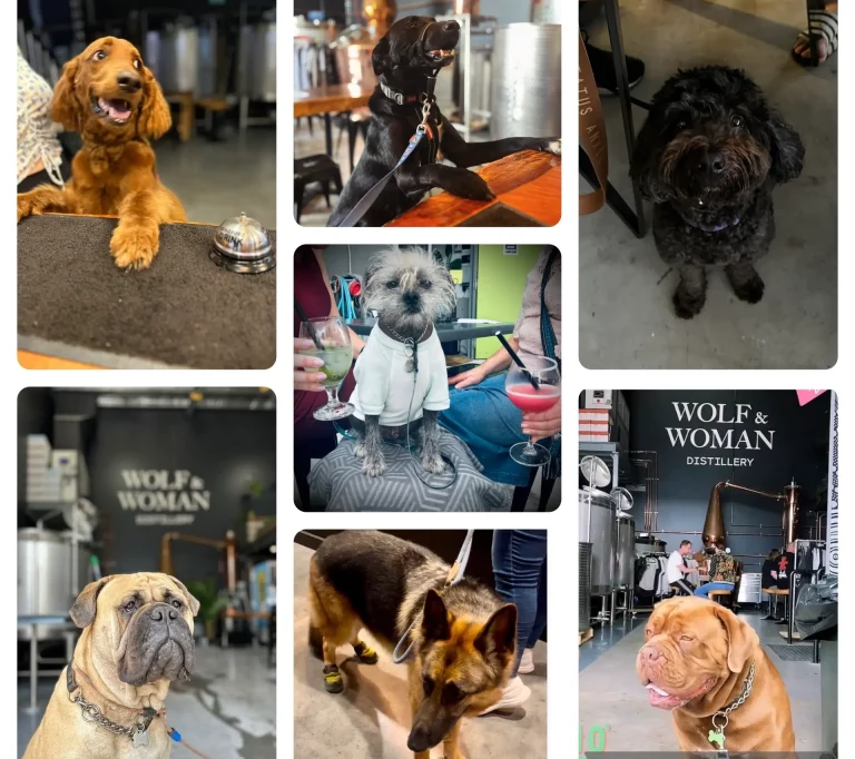 Wolf and Woman Distillery A Dog-Friendly Destination in Bellambi
